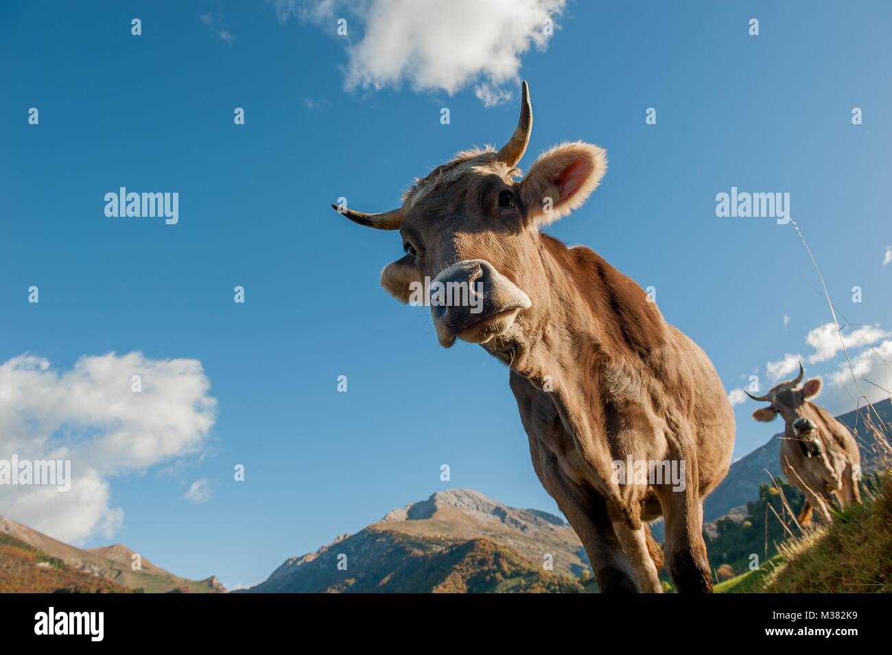 cow grazing in the Alps Stock Photo - Alamy
