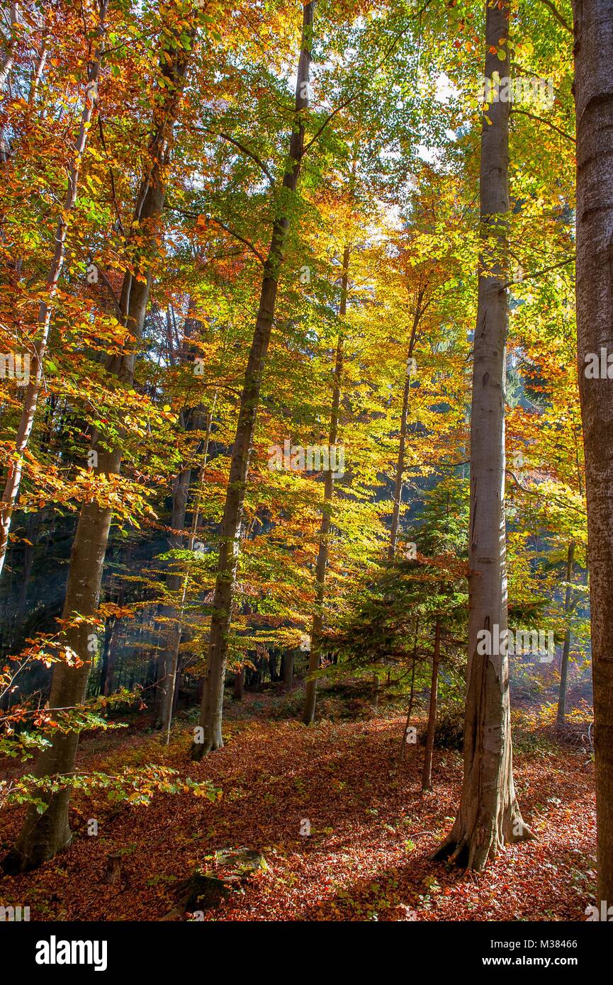 forest full of autumn colors Stock Photo - Alamy