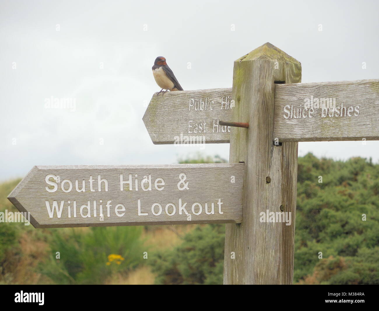 Barn Swallow Perched on Sign (Hirundo rustica) RSPB Minsmere reserve, Suffolk, England, United Kingdom Stock Photo
