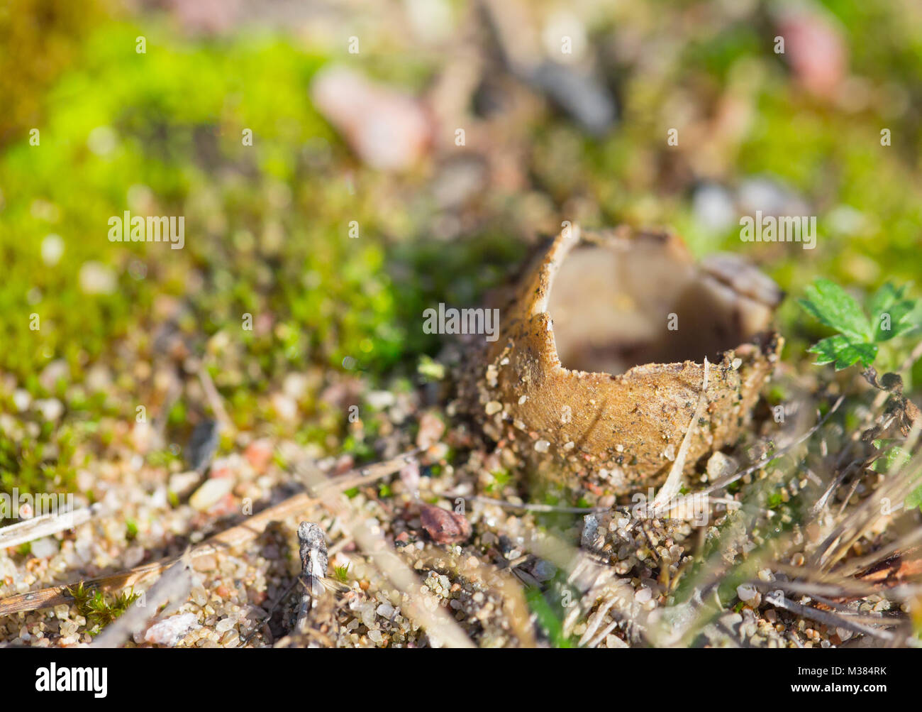 Sand cup fungus Stock Photo