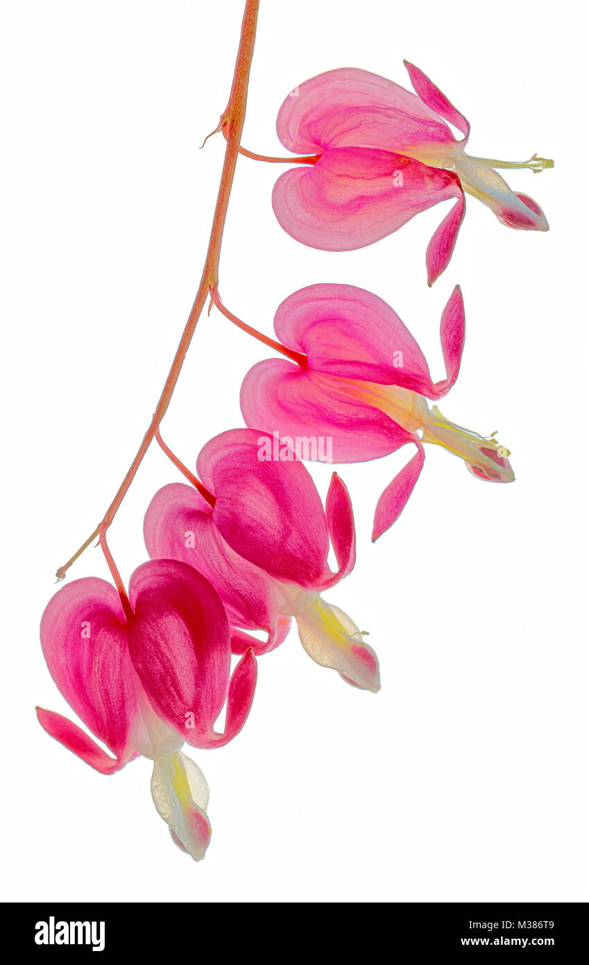 An uncluttered raceme of isolated Bleeding Heart flowers against a plain white background showing cellular stuucture by way of diffuse back lighting Stock Photo