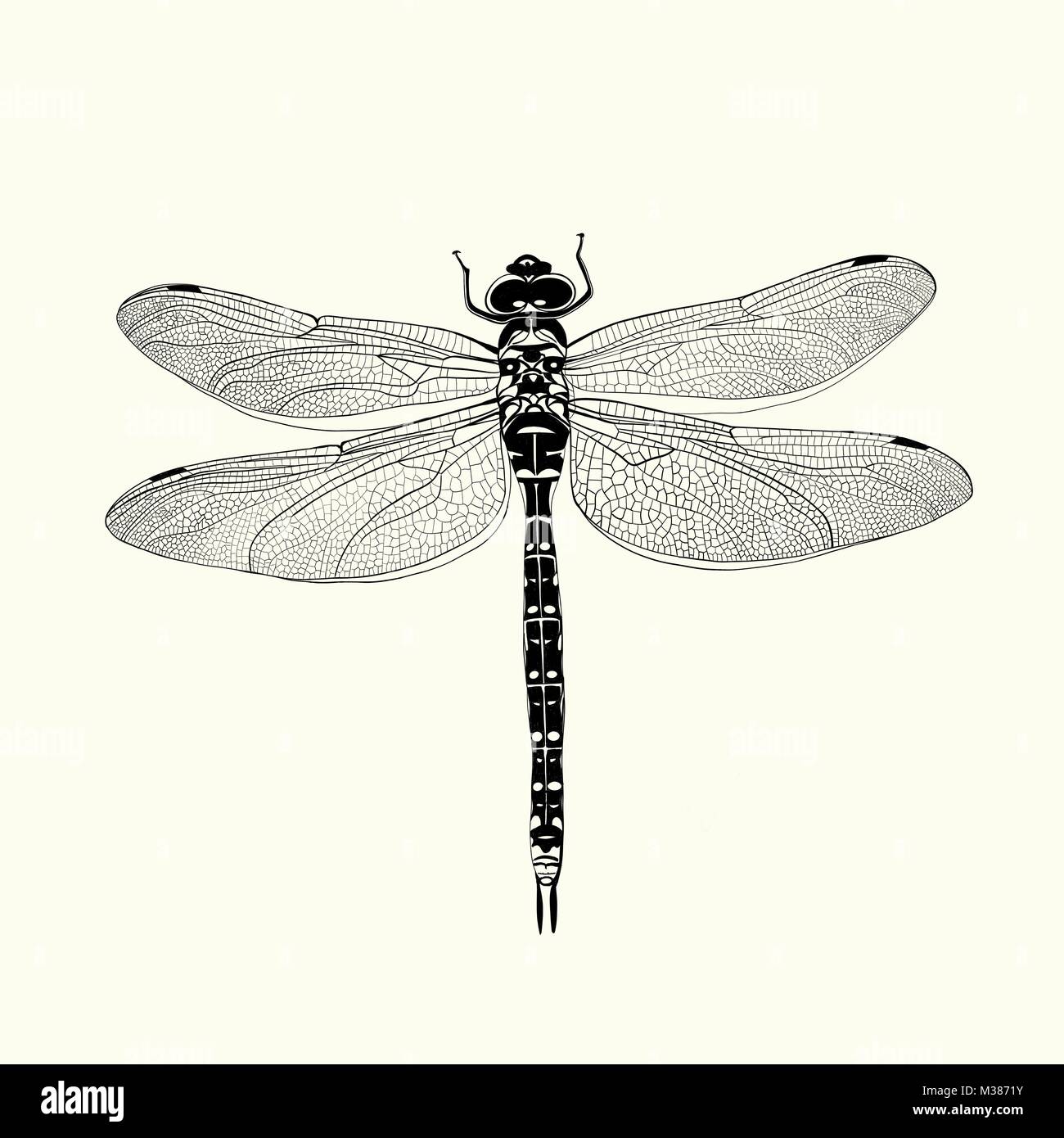 Black And White Dragonfly Hi Res Stock Photography And Images Alamy