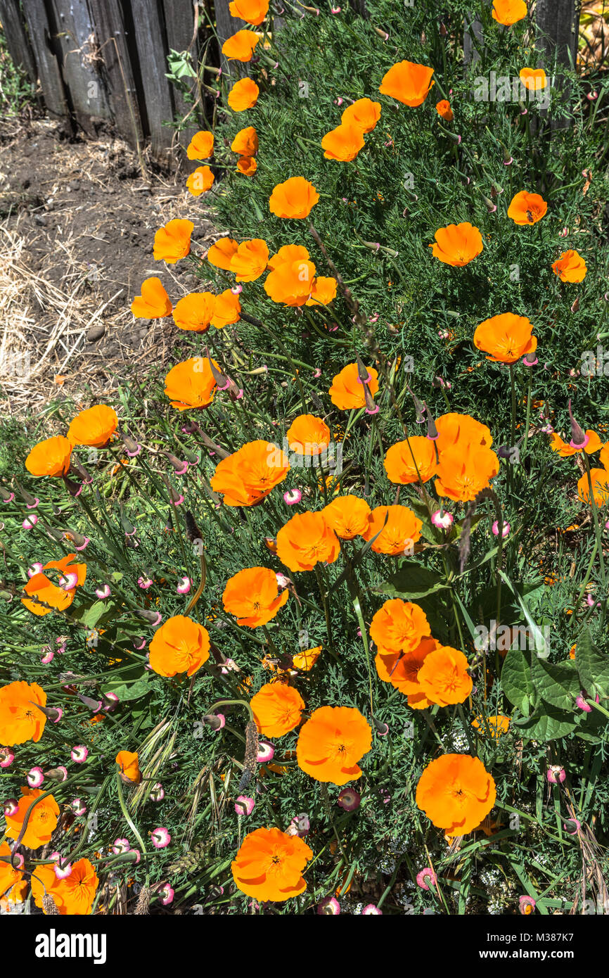 A lot of California Poppy in Mendocino, California Stock Photo