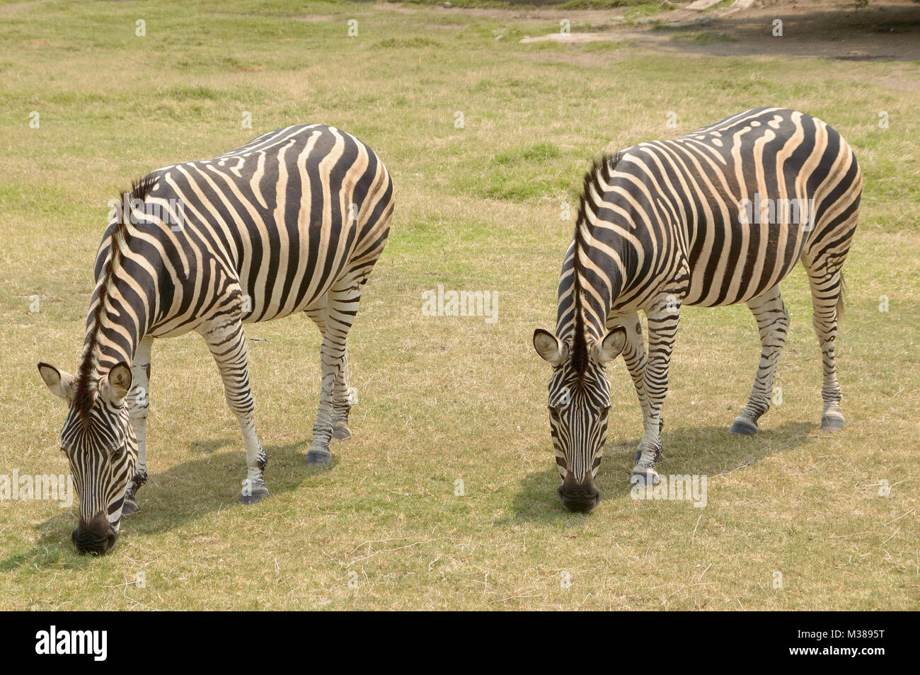 two zebras feeding in the natural reserve, Montevideo, Uruguay Stock Photo