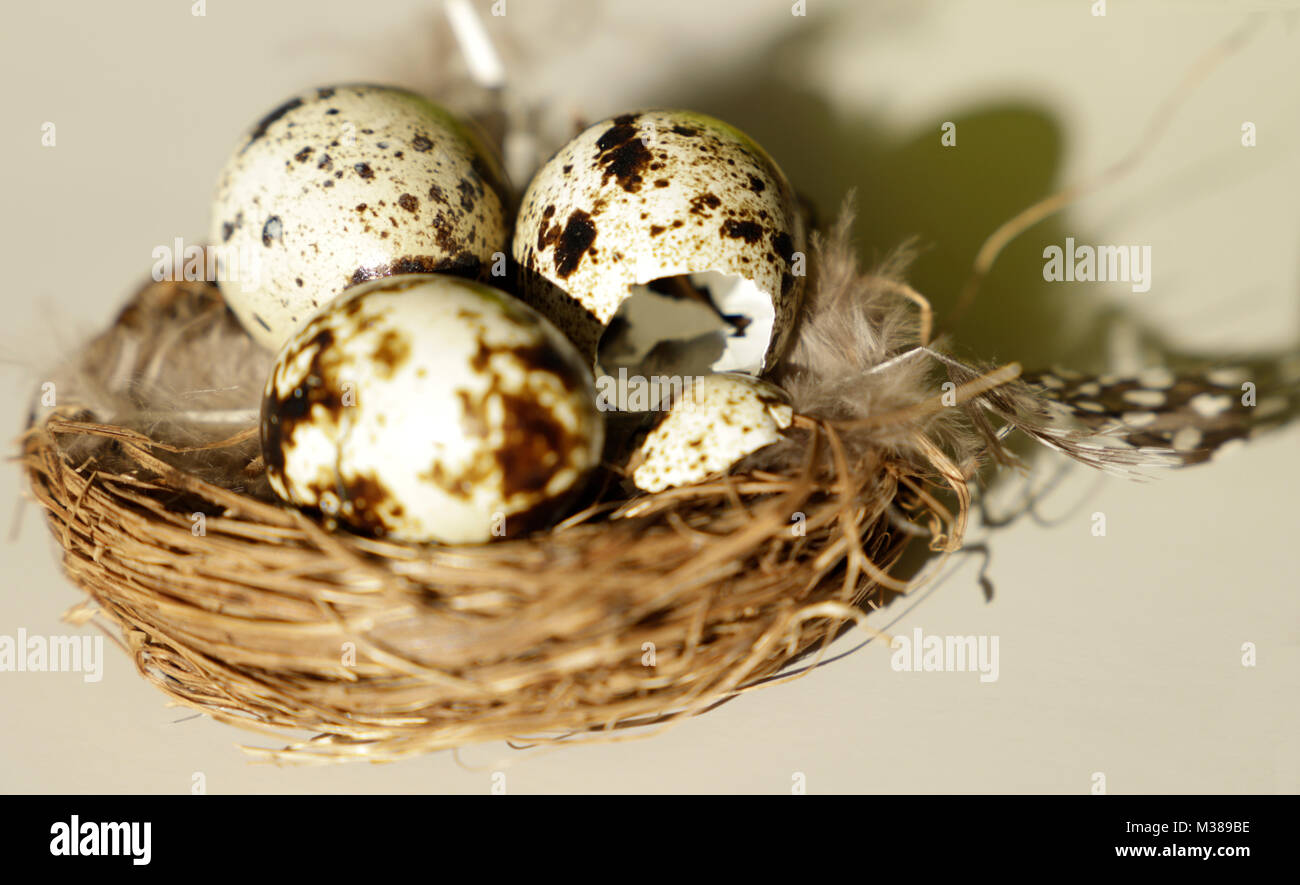 Nest with eggs Easter decoration Stock Photo - Alamy
