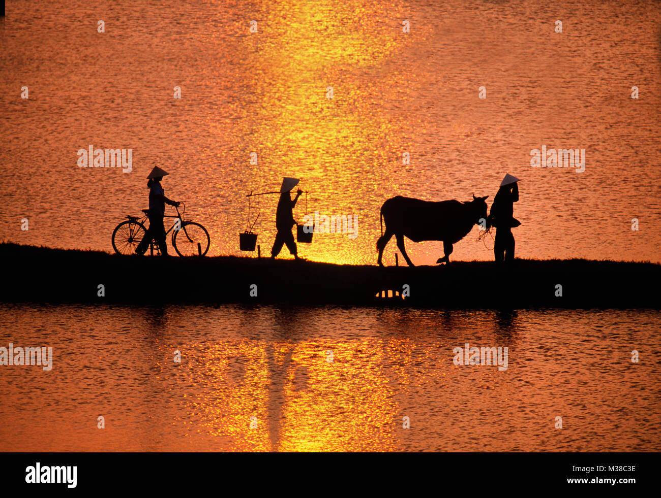 Vietnam. Near Hanoi. Woman working in agriculture. Going home at sunset. Ox, cow. Bicycle. Water buckets. reflection of sun. Stock Photo