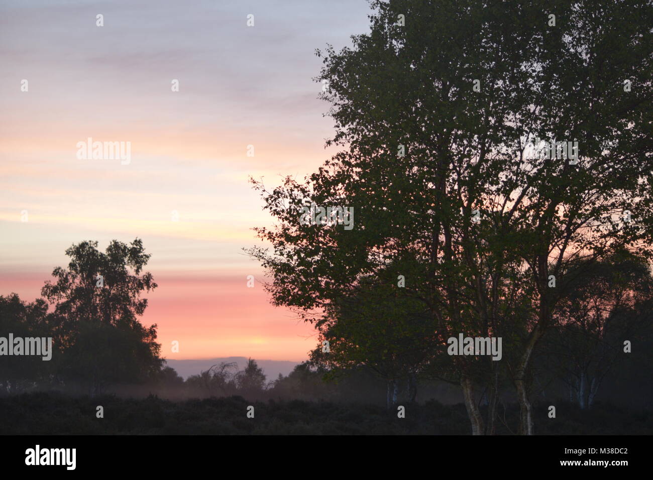Early Morning Scene at Westleton Heath, Suffolk, England, United Kingdom Stock Photo