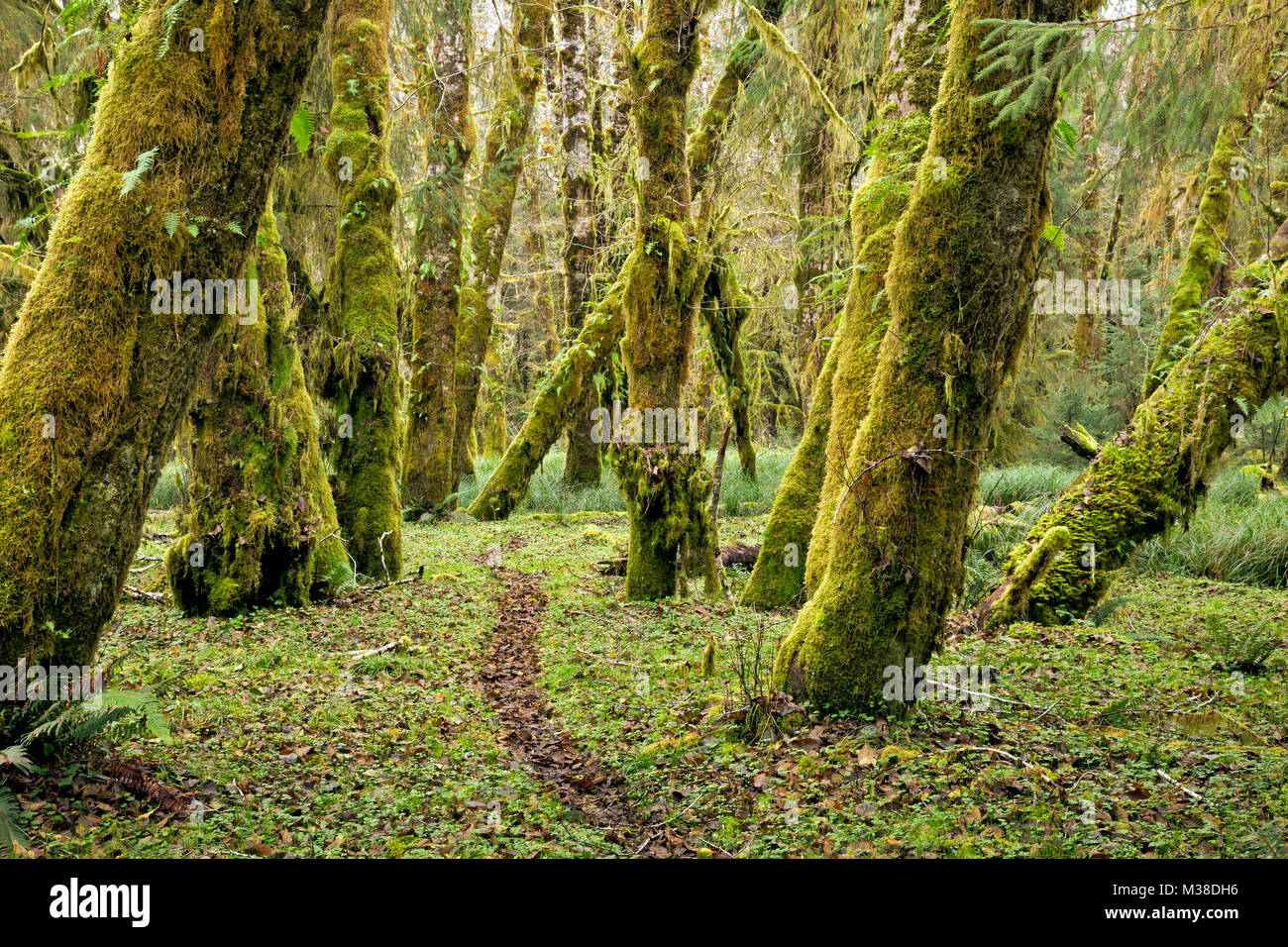 WA13295-00...WASHINGTON - Moss covered trees along Sams River Trail in the Queets Rain Forest of Olympic National Park. Stock Photo