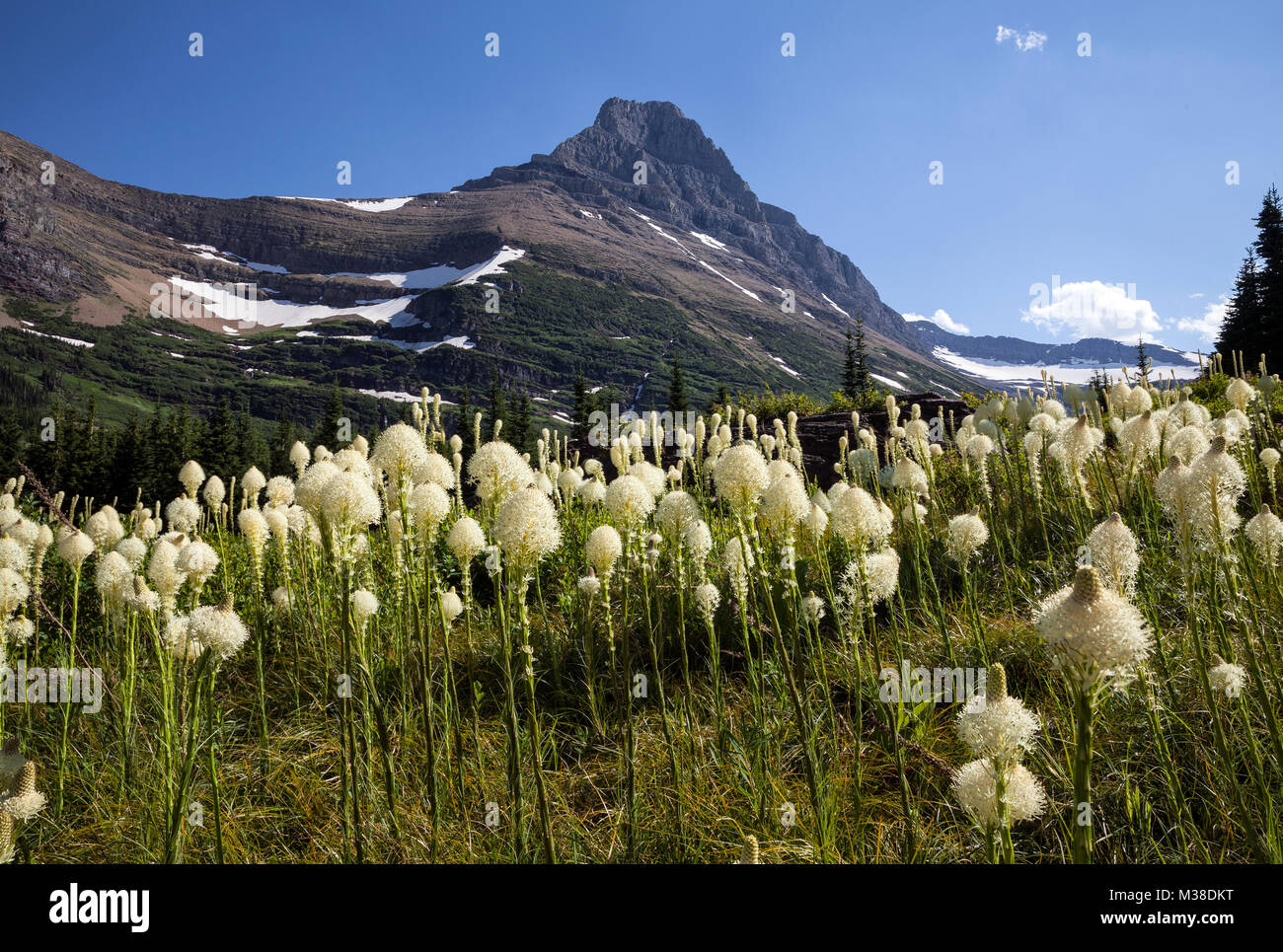 MT00123-00...MONTANA - Beargrass (Xerophyllum tenax) along the Swiftcurrent Pass Trail Stock Photo