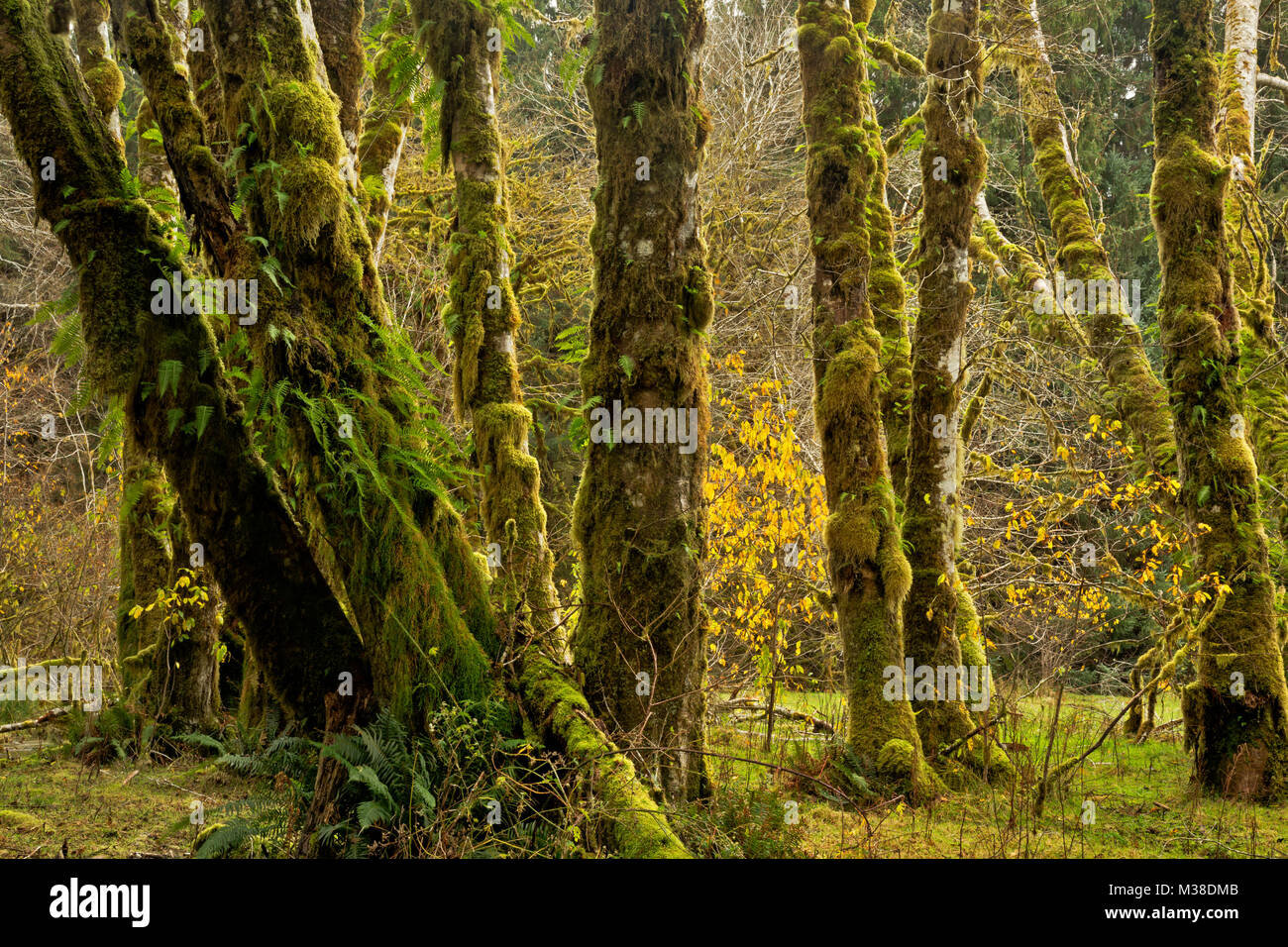 WA13302-00...WASHINGTON - Late fall in the Queets Rain Forest as viewed from Sams River Trail in Olympic National Park. Stock Photo
