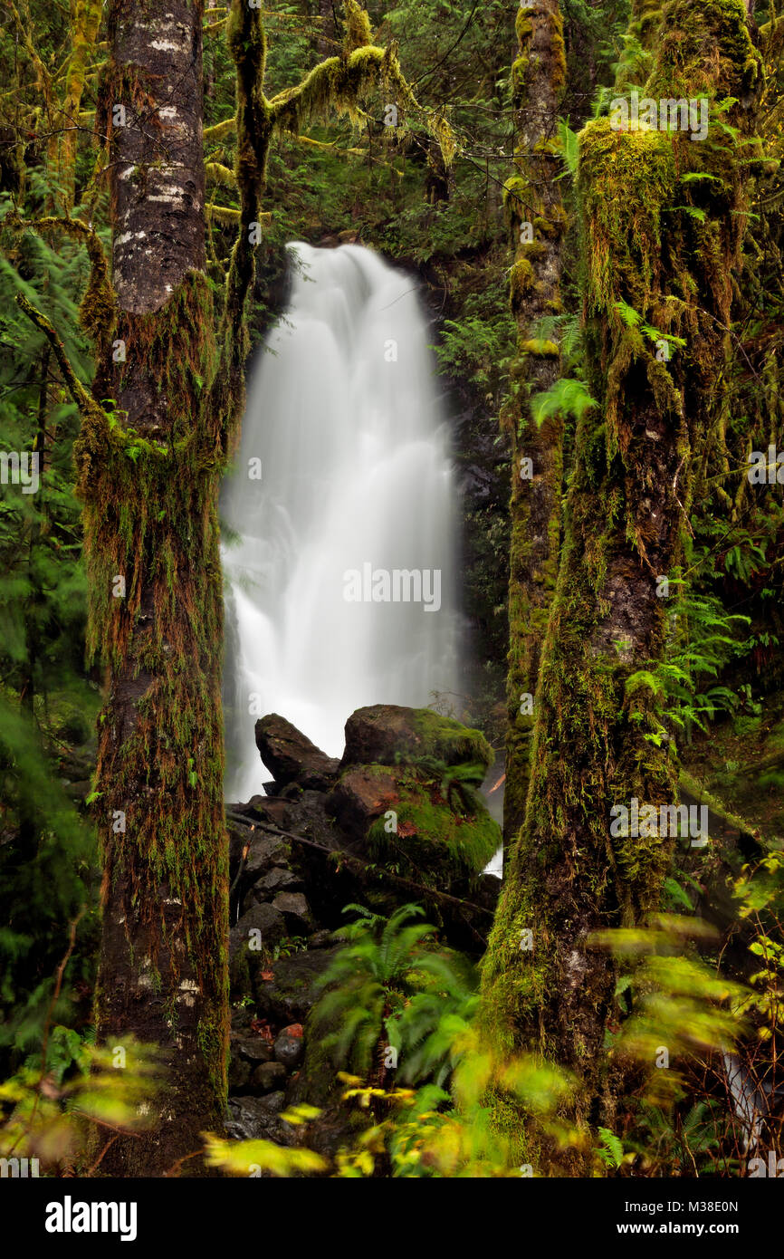 wa13314-00-washington-merriman-falls-in-the-quinault-rain-forest-of