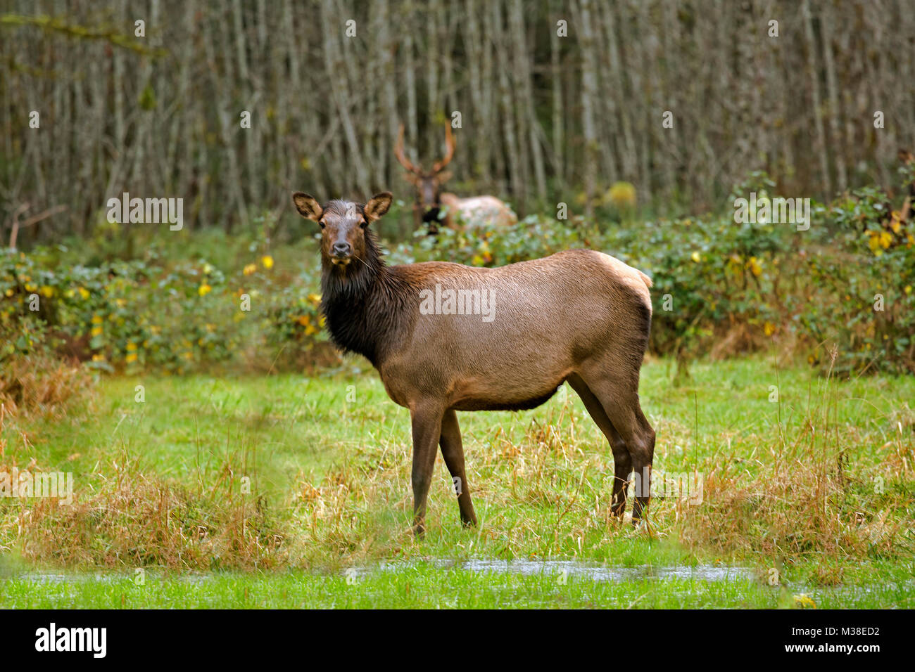 WA13323-00...WASHINGTON - Elk grazing in a meadow in the Quinault River Valley area of Olympic National Park. Stock Photo