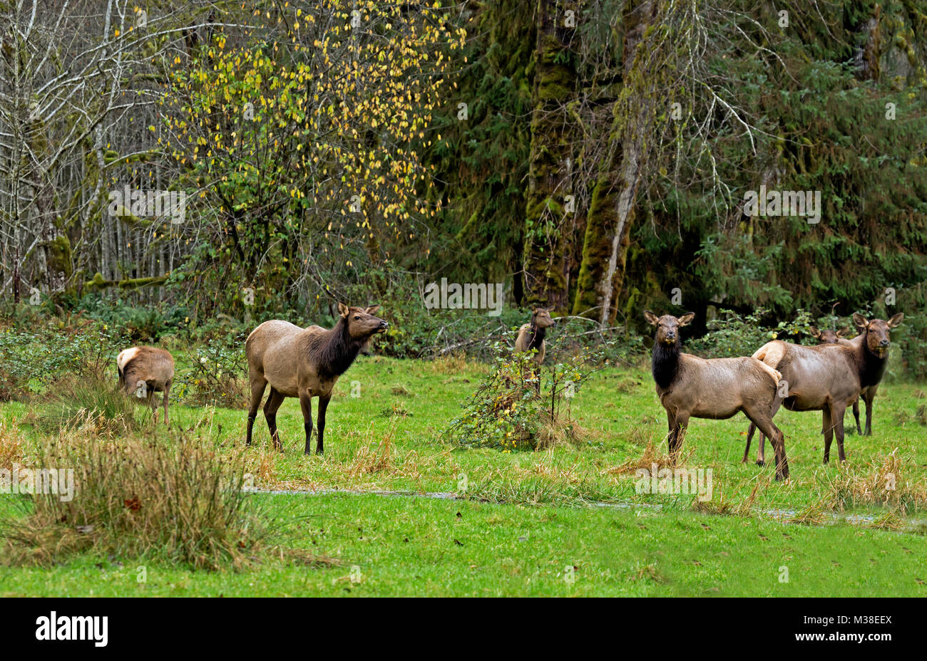 WA13324-00...WASHINGTON - Elk grazing in a meadow in the Quinault River Valley area of Olympic National Park. Stock Photo