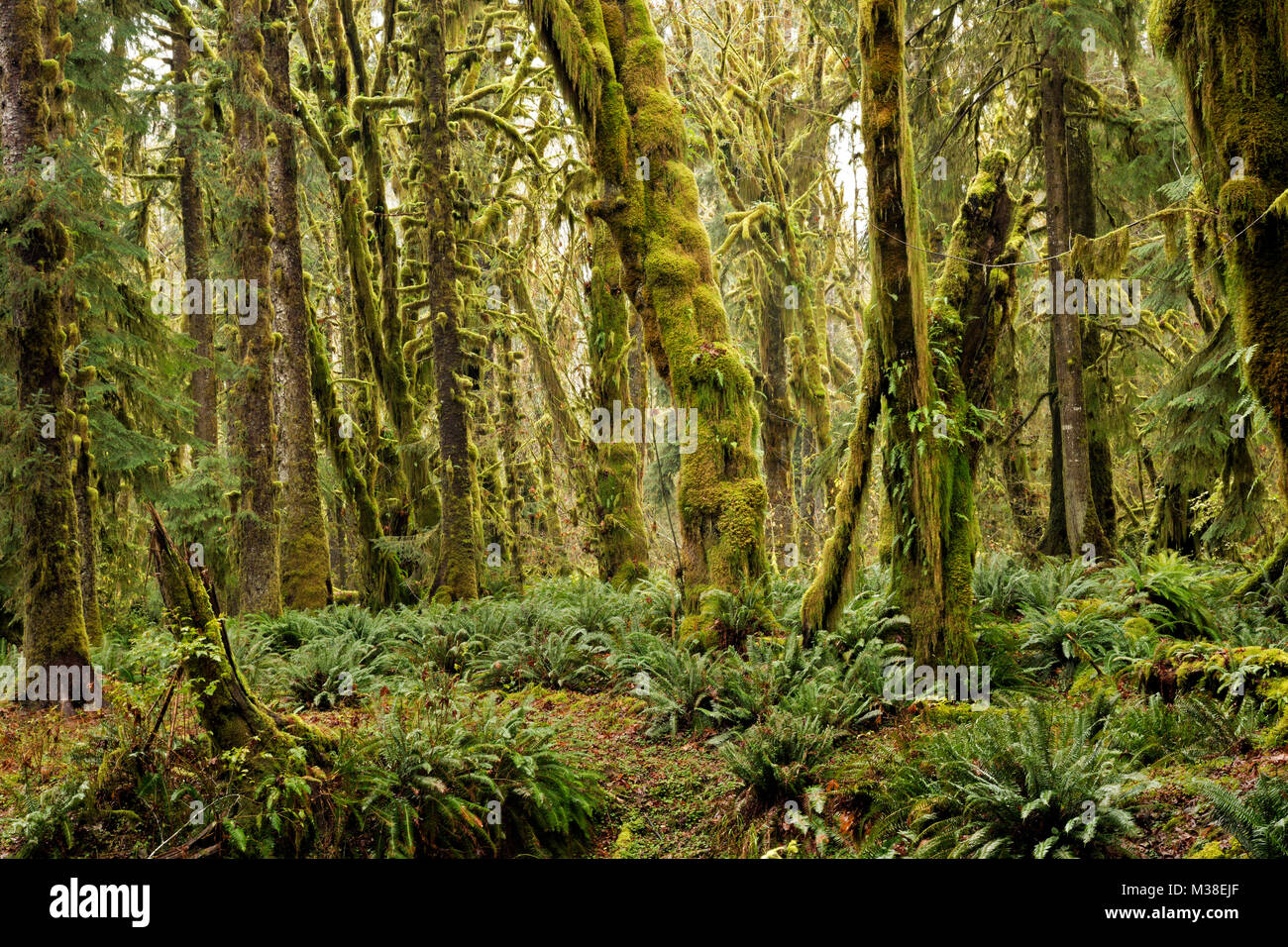 Ferns growing on forest floor hires stock photography and images Alamy