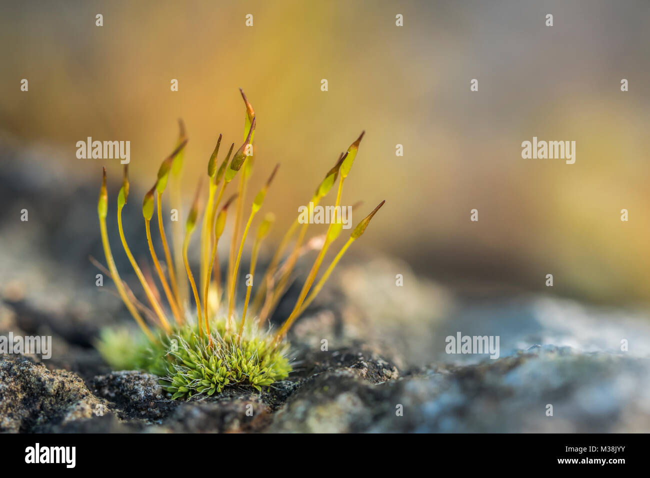 Tuft of moss growing on a roadside boulder. Tipperary, Ireland. Stock Photo