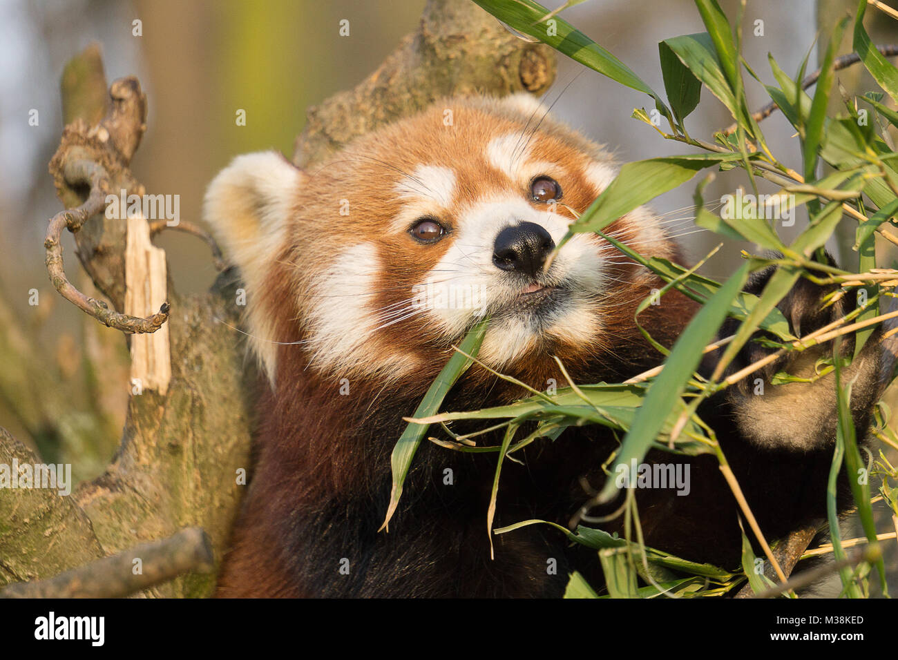 Red bear animal hi-res stock photography and images - Alamy