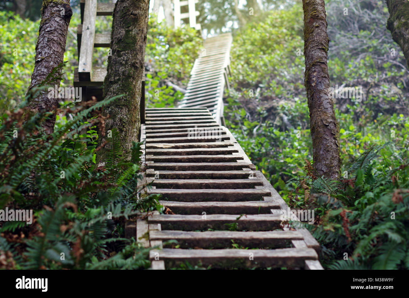 Long ladders while hiking in forest trail Stock Photo