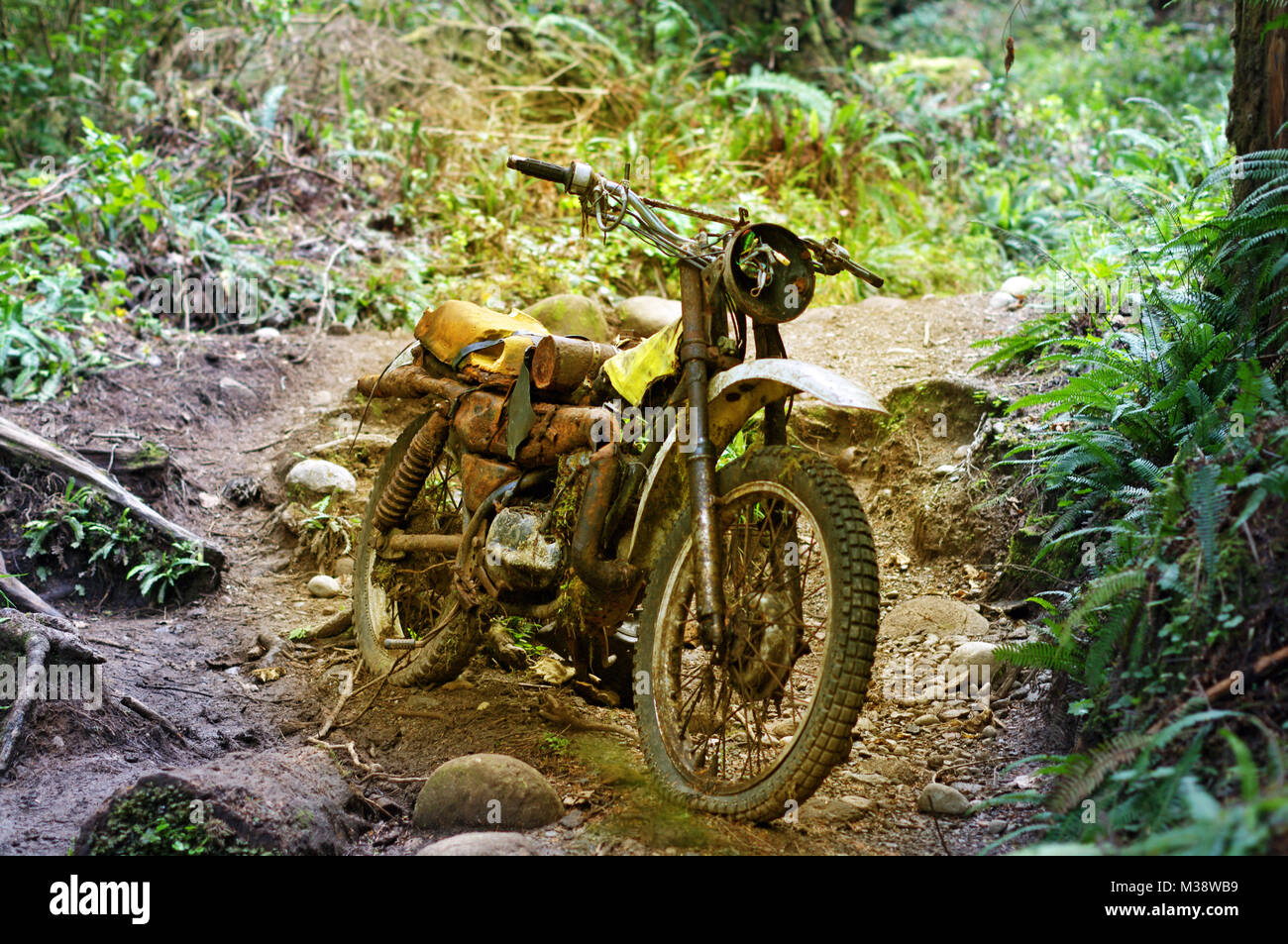 Old abandoned motorcycle in forest Stock Photo - Alamy
