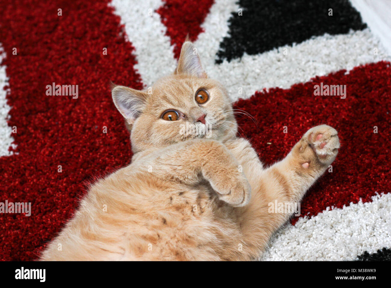 A picture of a lazy tabby cat lying on a British flag carpet. He looks quite funny and bored. Stock Photo