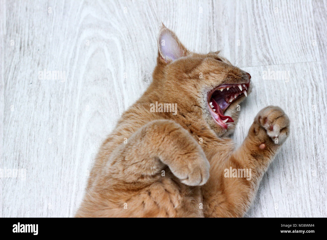 A cute tabby cat is lying on the floor and looking very funny, like it is screaming on something. Stock Photo