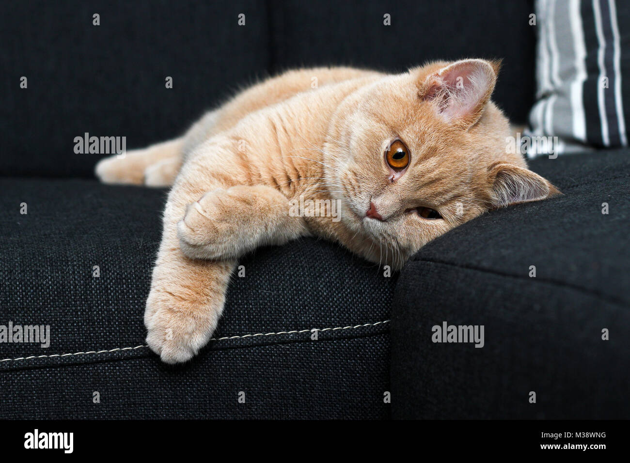 A cute cat is lying on the sofa and looking satisfied and happy. Stock Photo