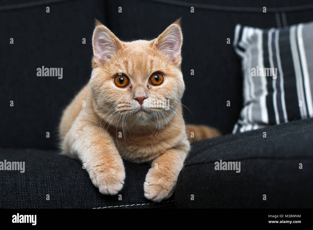A cute cat is lying on the sofa and looking satisfied and happy. Stock Photo