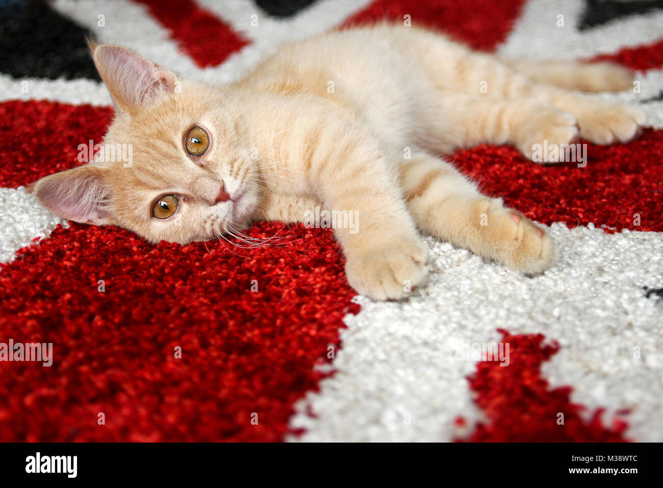 A cute red tabby kitten of a British cat is lying on the British flag carpet and is looking satisfied and relaxed. Stock Photo
