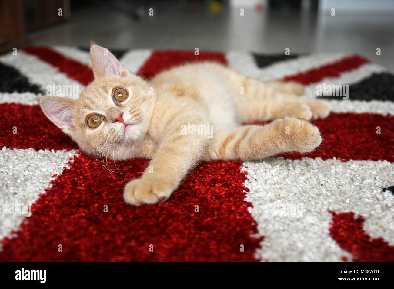 A cute red tabby kitten of a British cat is lying on the British flag carpet and is looking satisfied and relaxed. Stock Photo