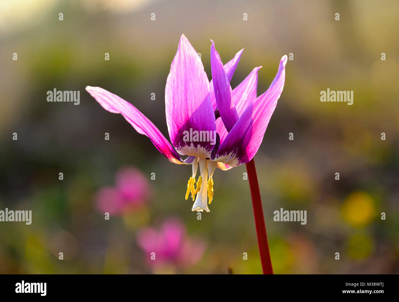 Early spring violet flower Erythronium Sibiricum in sunlight close up Stock Photo