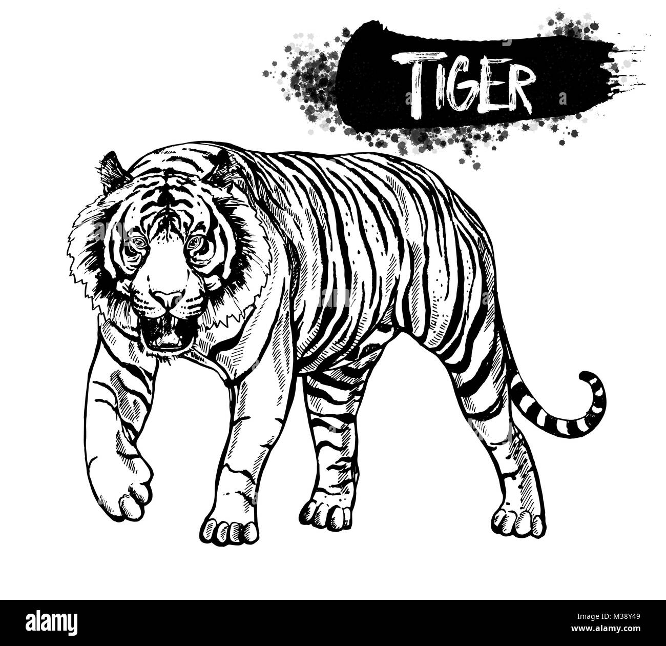 Hand drawn sketch style tiger. Vector illustration isolated on white background. Stock Vector