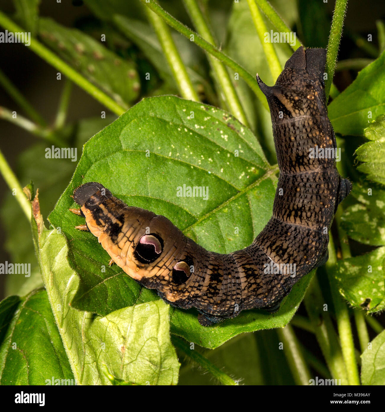 Caterpillar of the Elephant Hawk Moth showing it's false eyes Stock Photo