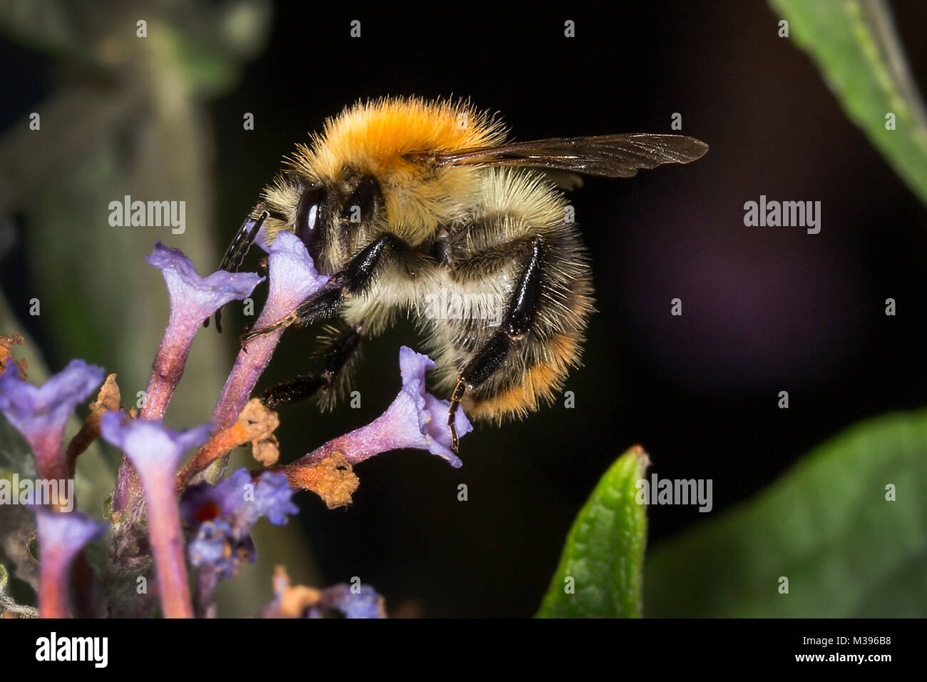 A bumble bee feeding on nectar from a Budlea flower. Either a male, or a Cuckoo Bumble Bee as it has no pollen sack on it's hind leg. Stock Photo