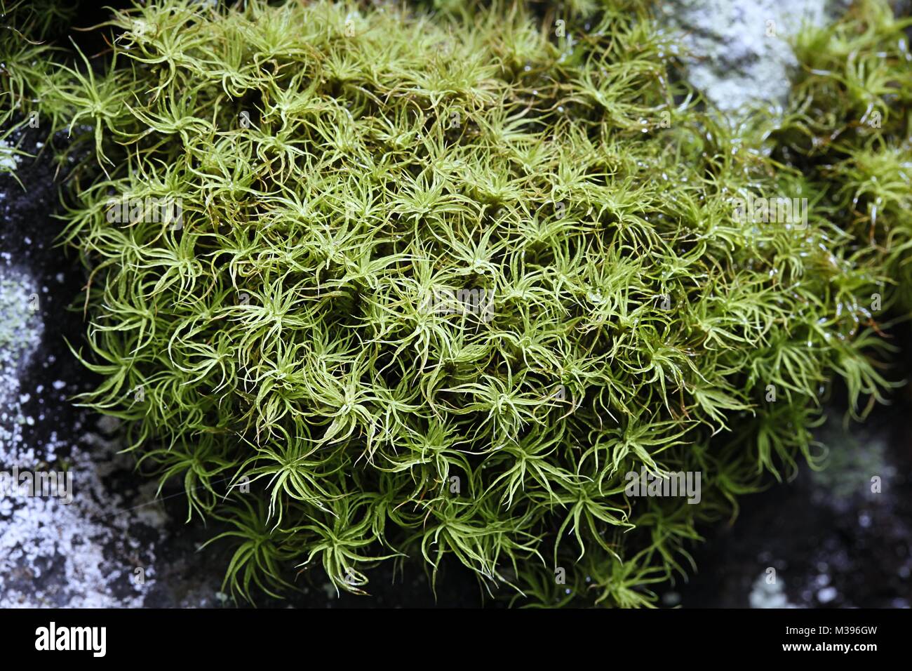 Frizzled crisp-moss, Tortella tortuosa, Stock Photo