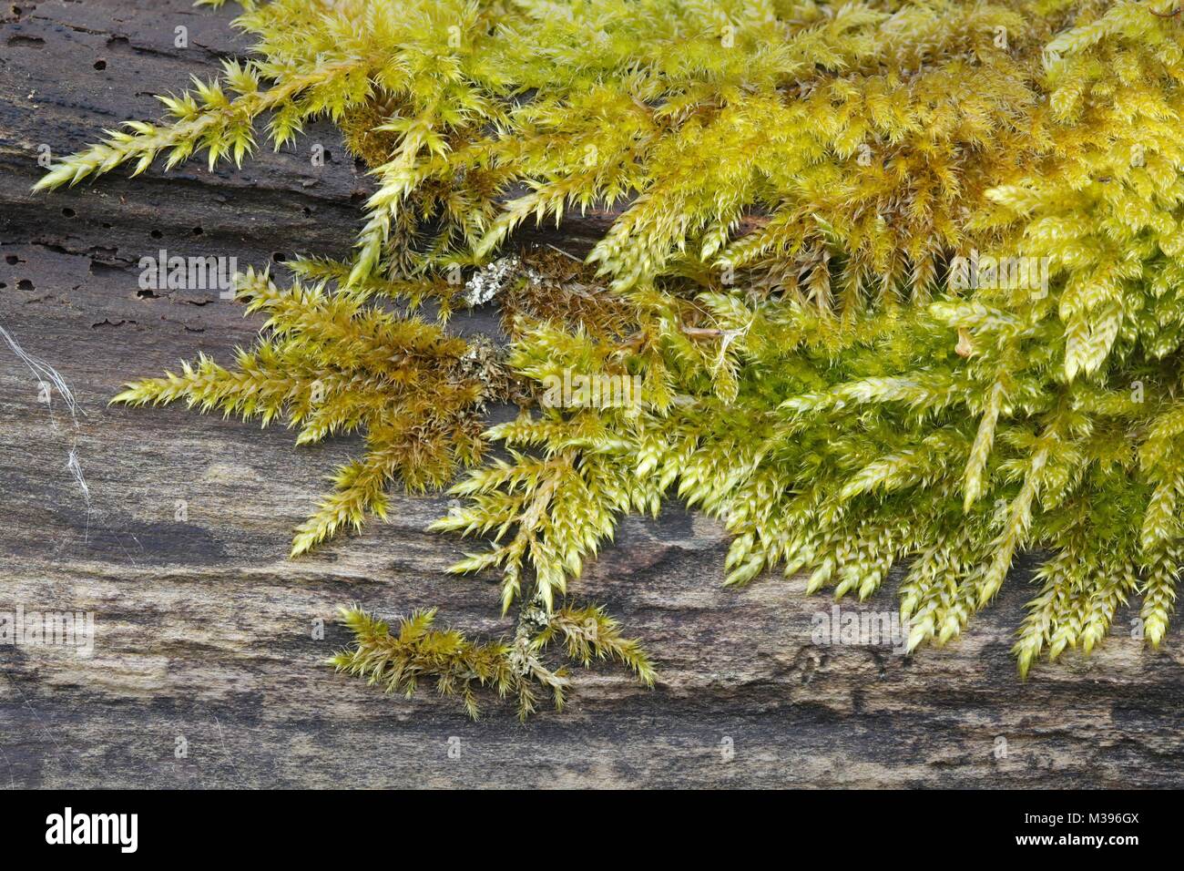 Rough-stalked Feather-moss, Brachythecium  rutabulum Stock Photo