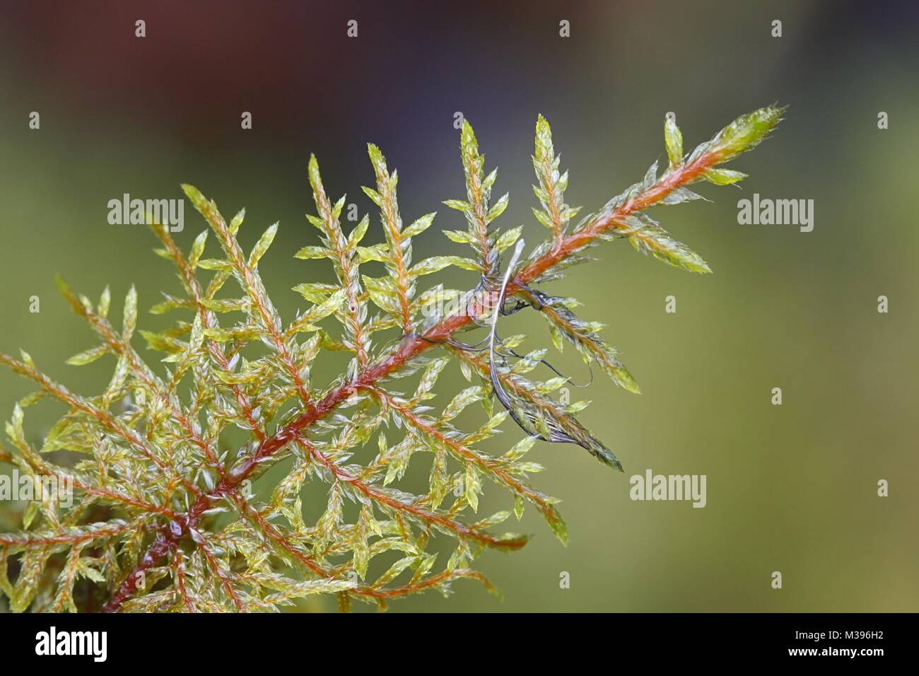 Hylocomium splendens, commonly known as glittering woodmoss, splendid feather moss or stairstep moss Stock Photo