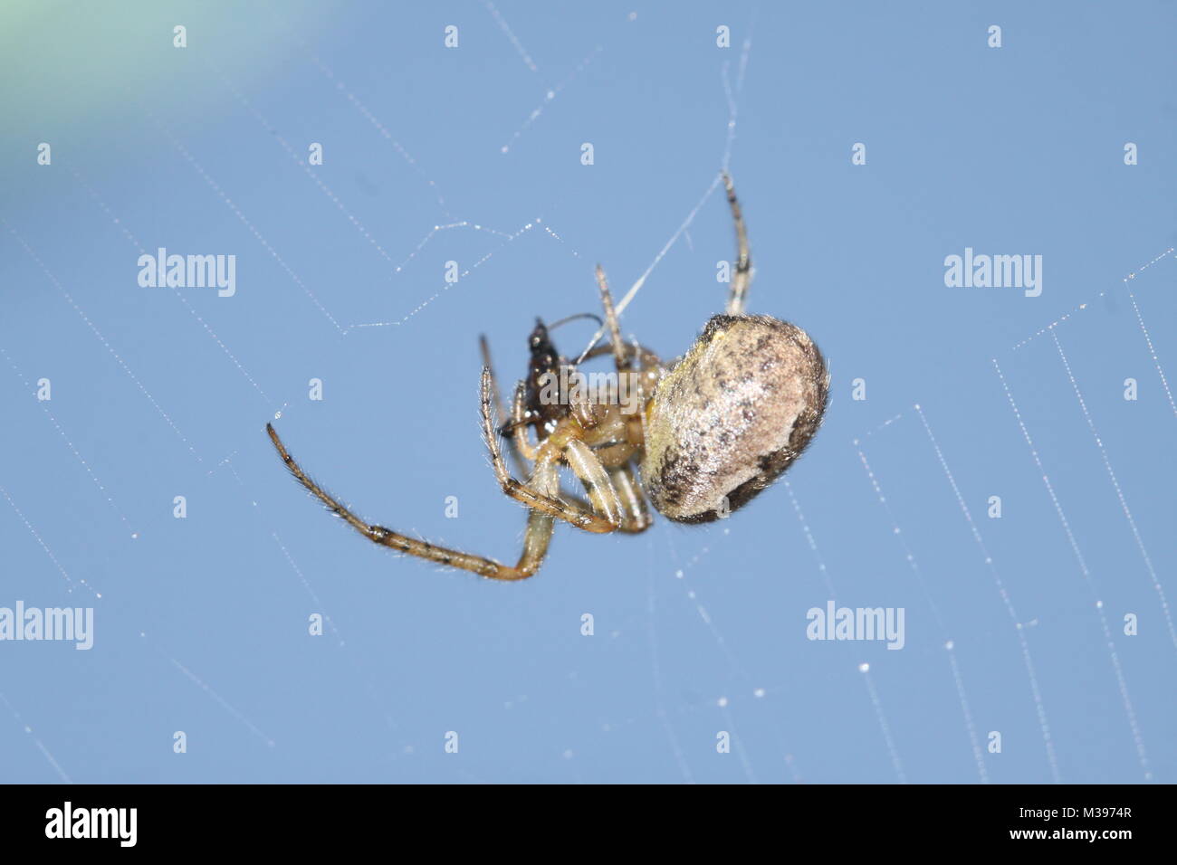 Solitaire spiderette hi-res stock photography and images - Alamy