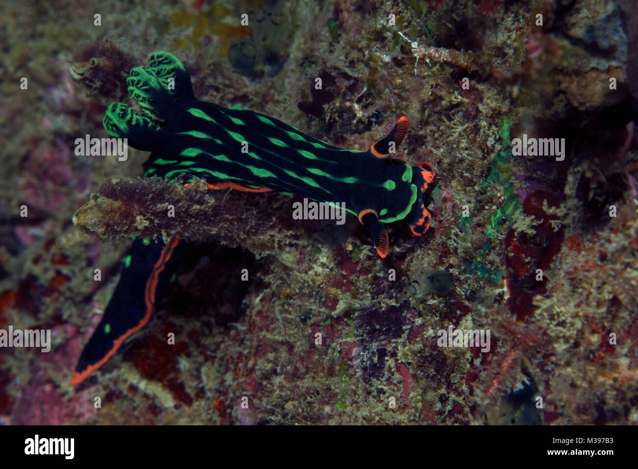 Nudibranch Nembrotha kubaryana. Puerto Galera, Philippines Stock Photo