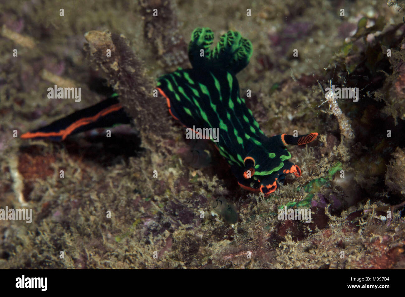 Nudibranch Nembrotha kubaryana. Puerto Galera, Philippines Stock Photo
