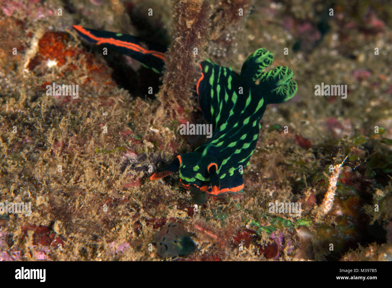 Nudibranch Nembrotha kubaryana. Puerto Galera, Philippines Stock Photo