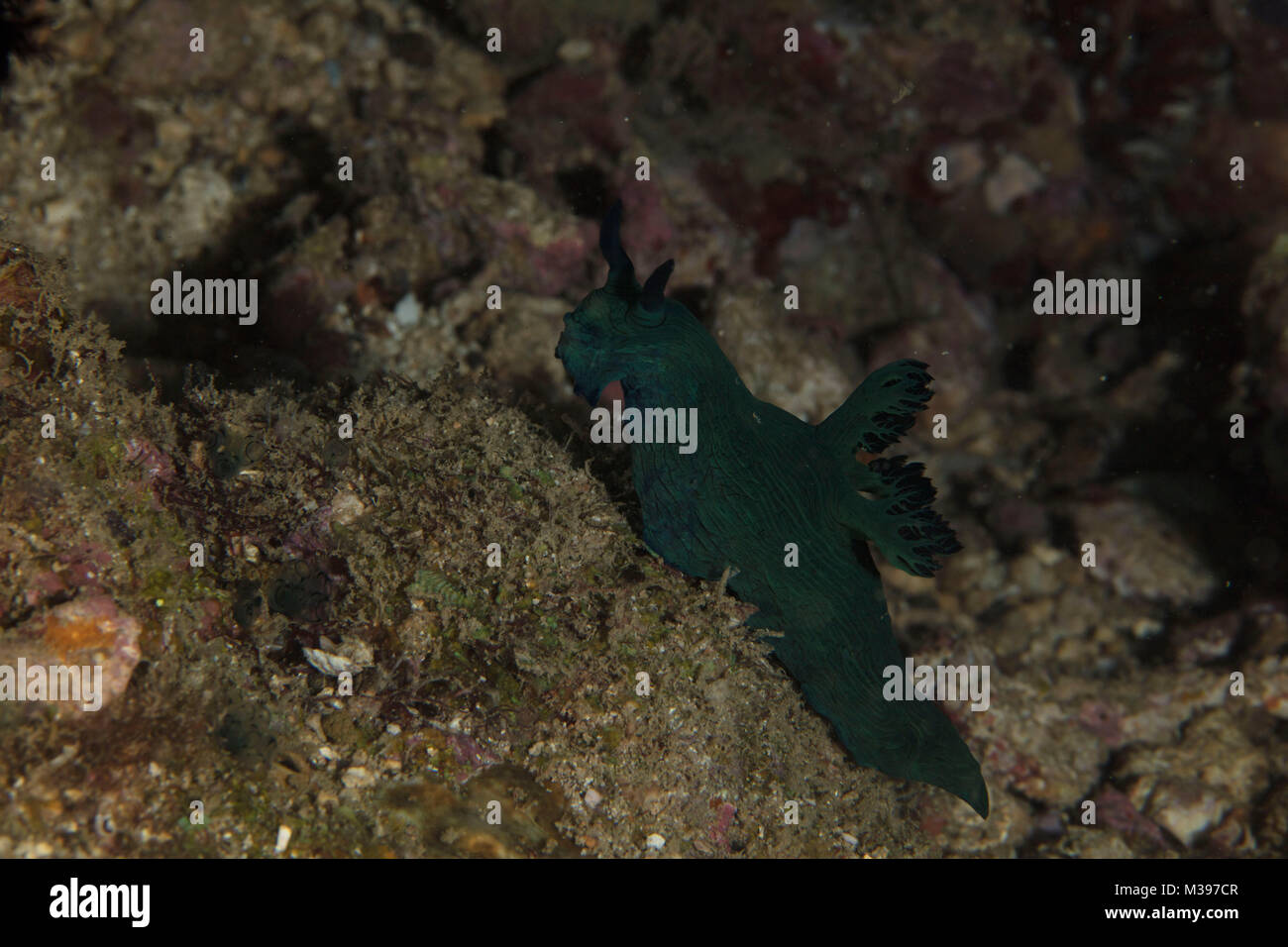 Nudibranch Nembrotha milleri. Puerto Galera, Philippines Stock Photo