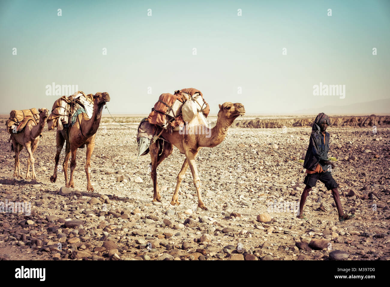 Salt Camel in Dallol, Danakil Depression, Ethiopia. taken in 2015 Stock Photo