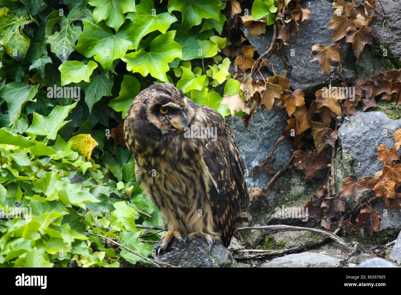 Rufus-banded owl perched on foliage covered rocks. Stock Photo