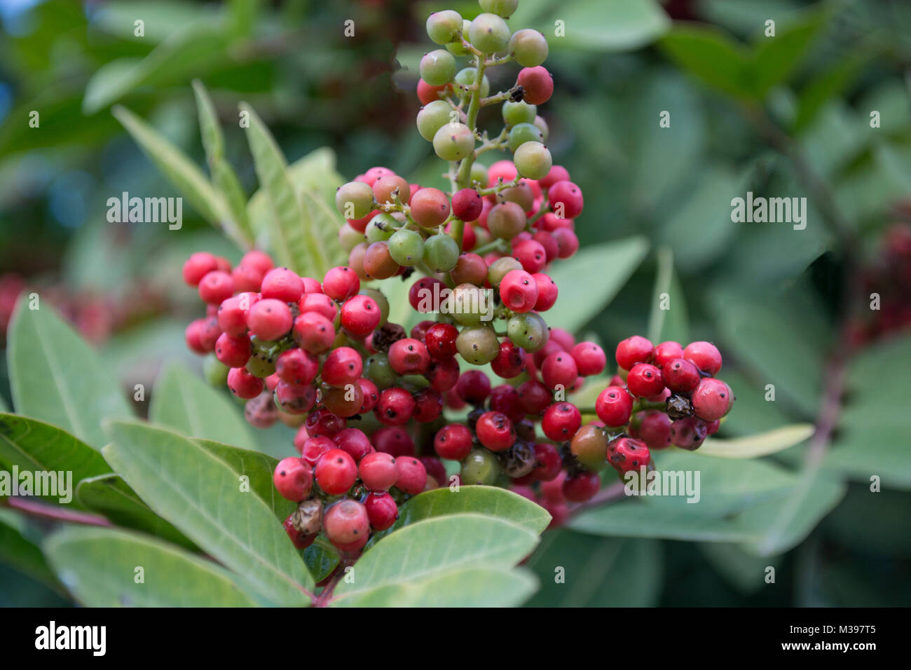 A cluster of wild red berries Stock Photo