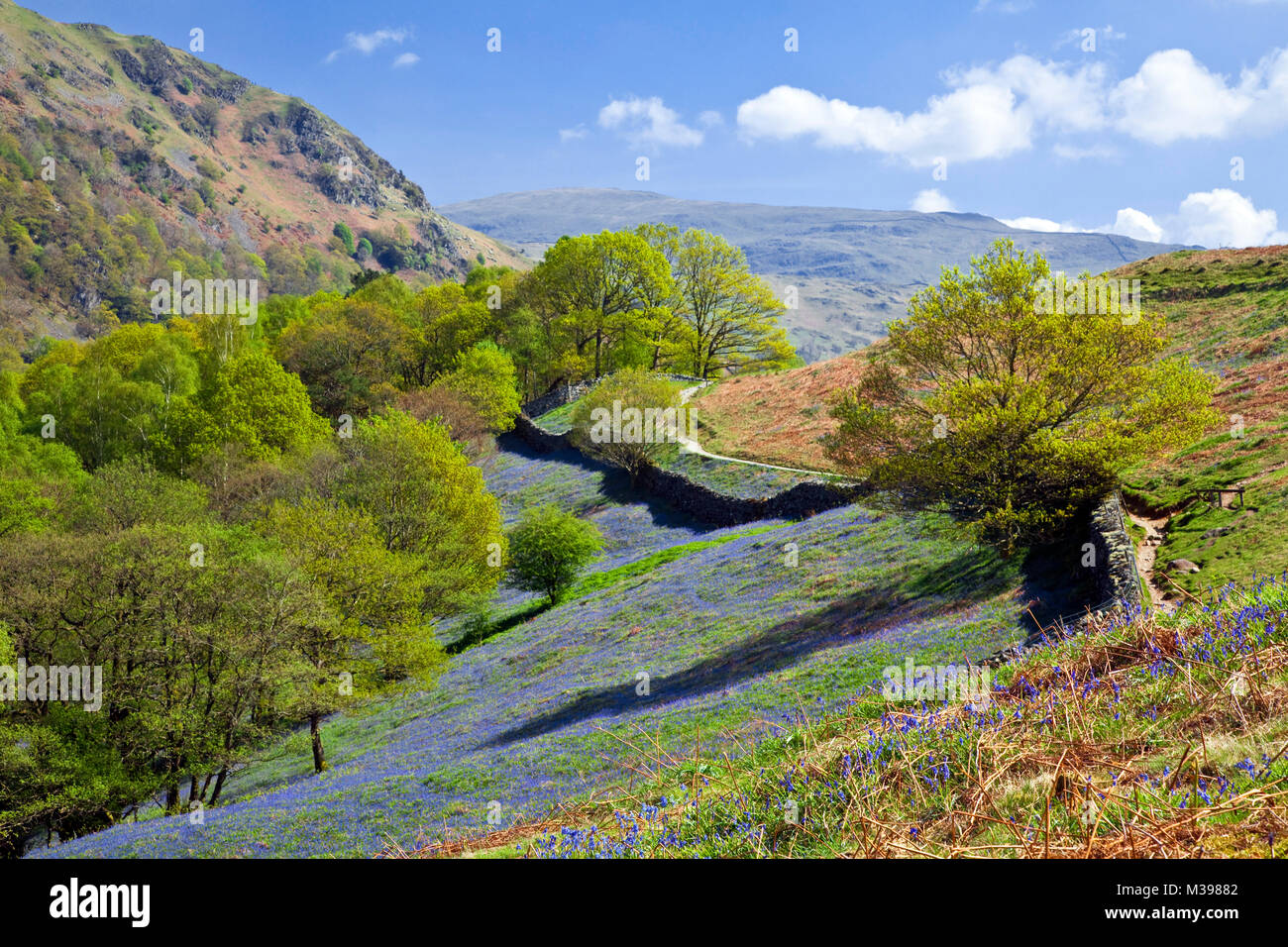 Loughrigg Terrace bluebells Lake District, Cumbria Stock Photo