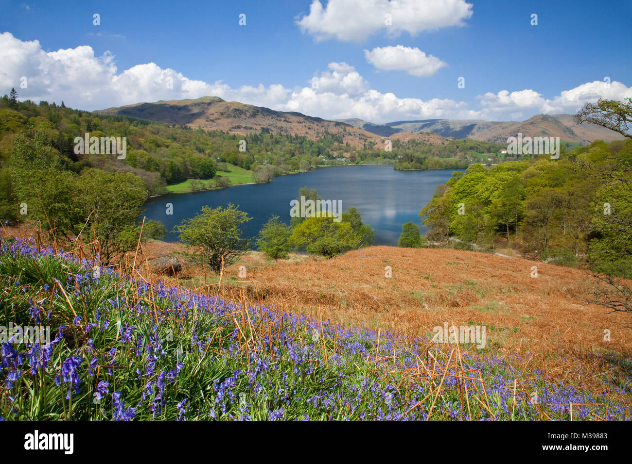 Bluebells on Loughrigg Terrace  above Grasmere Lake District Stock Photo