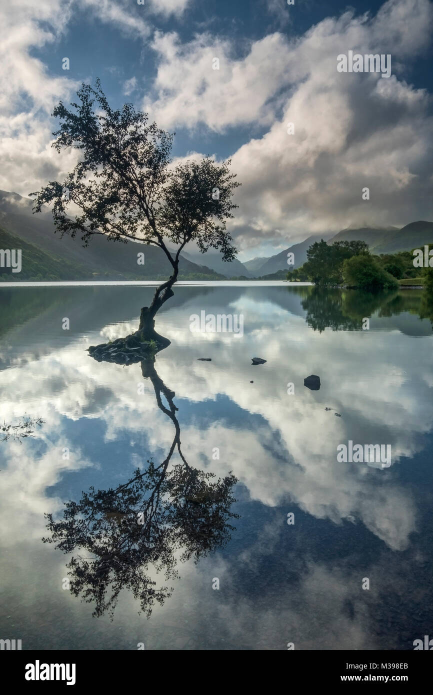 Lone Tree on Llyn Padarn backed by the Llanberis Pass, Snowdonia National Park, North Wales, UK Stock Photo