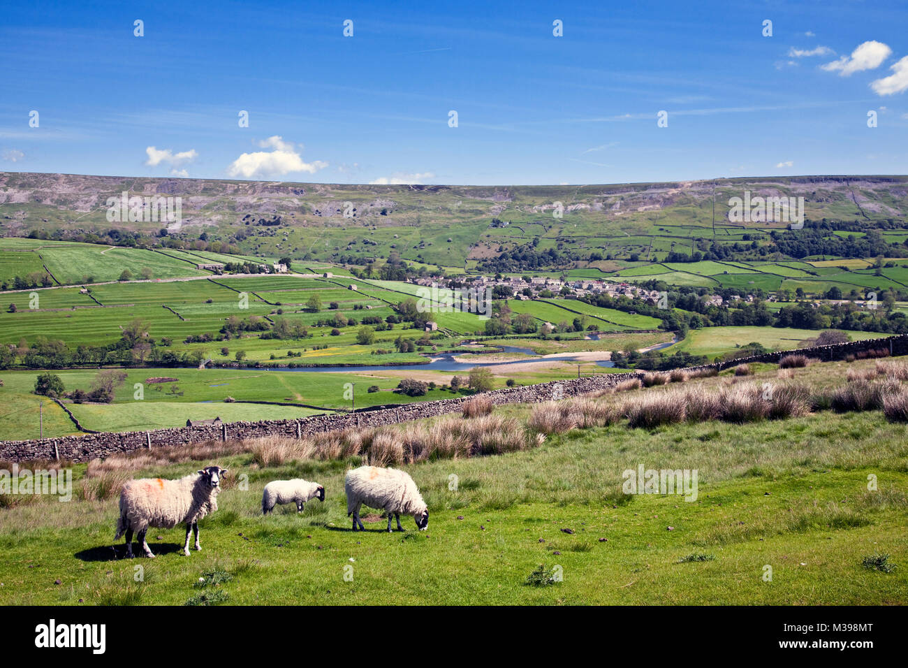 Sheep graze above River Swale with Reeth beyond Swaledale Yorkshire Dales North Yorkshire Stock Photo