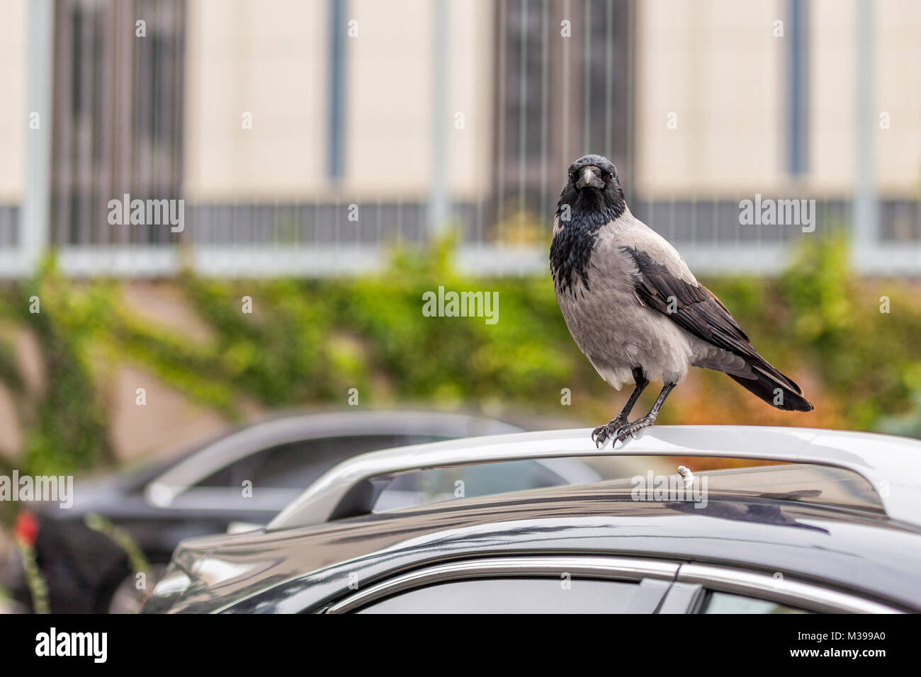 Crow on car roof. Bird sitting on car at city street. Sign or omen for