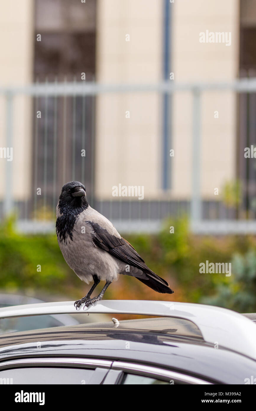 Crow on car roof. Bird sitting on car at city street. Sign or omen for