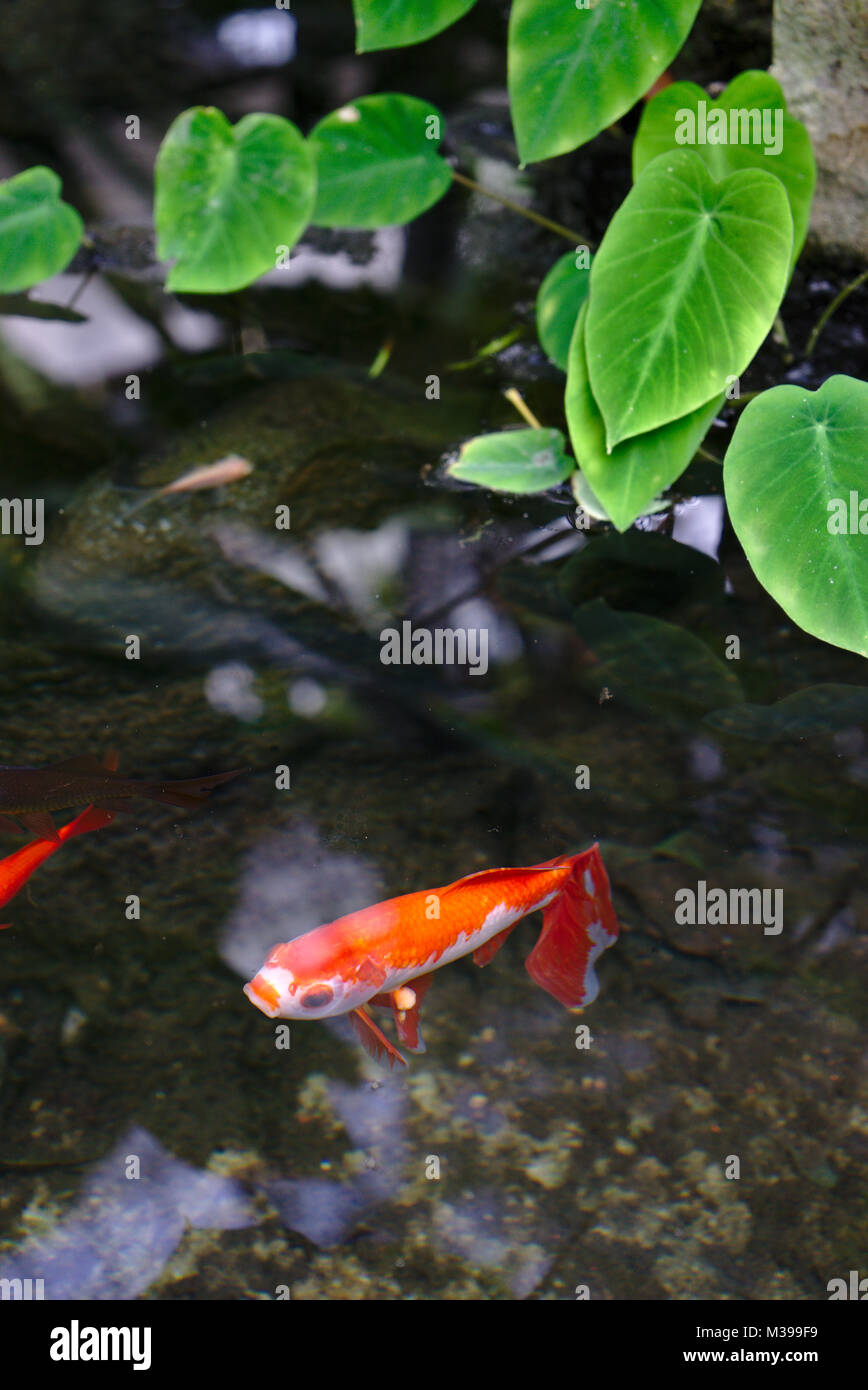 Goldfish pond hi-res stock photography and images - Alamy
